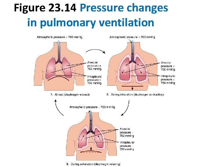 Figure 23. 14 Pressure changes in pulmonary ventilation 