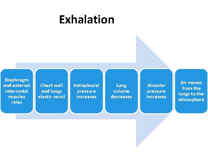 Exhalation Diaphragm and external intercostal muscles relax Chest wall and lungs elastic recoil Intrapleural