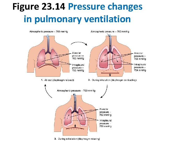 Figure 23. 14 Pressure changes in pulmonary ventilation 