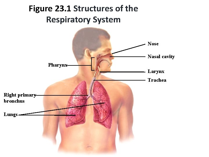 Figure 23. 1 Structures of the Respiratory System Nose Nasal cavity Pharynx Larynx Trachea