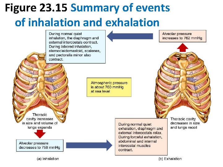 Figure 23. 15 Summary of events of inhalation and exhalation 