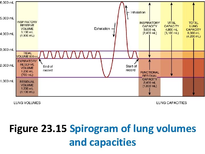 Figure 23. 15 Spirogram of lung volumes and capacities 