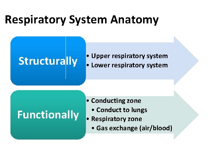 Respiratory System Anatomy Structurally • Upper respiratory system • Lower respiratory system Functionally •