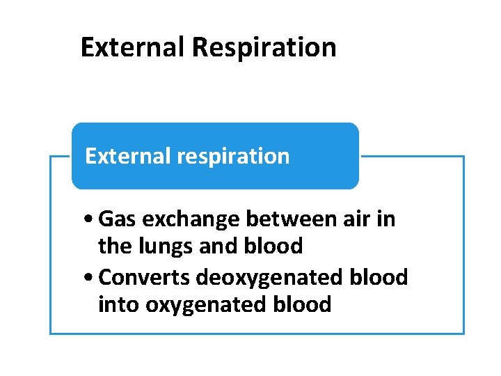 External Respiration External respiration • Gas exchange between air in the lungs and blood