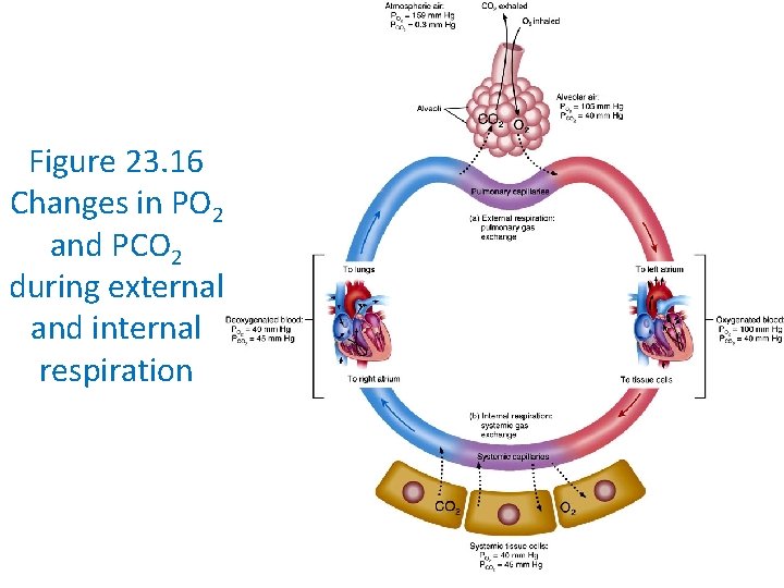 Figure 23. 16 Changes in PO 2 and PCO 2 during external and internal