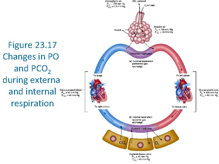 Figure 23. 17 Changes in PO 2 and PCO 2 during external and internal