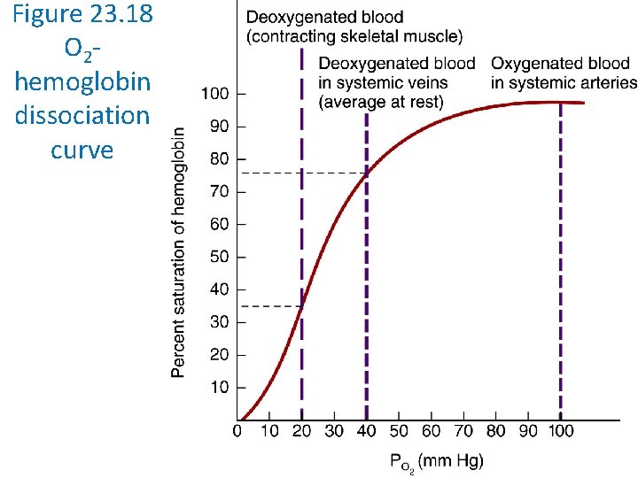 Figure 23. 18 O 2 hemoglobin dissociation curve 