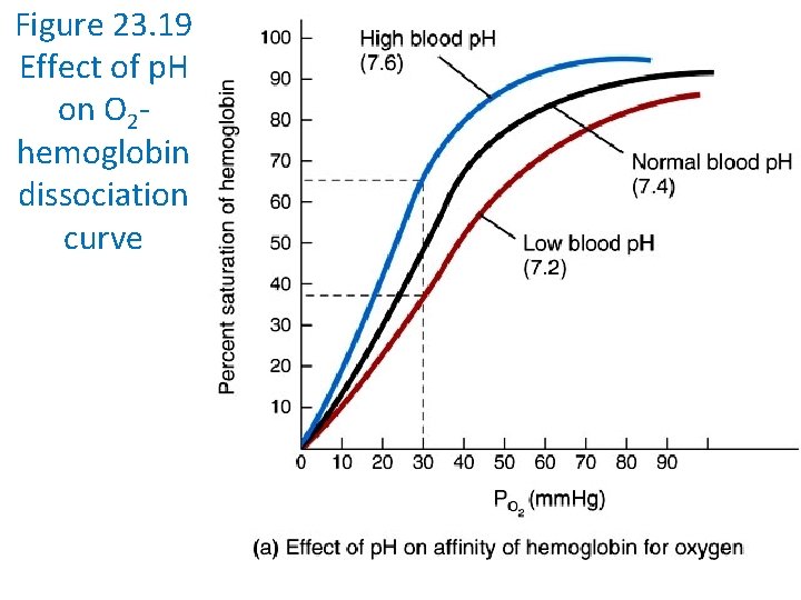 Figure 23. 19 Effect of p. H on O 2 hemoglobin dissociation curve 