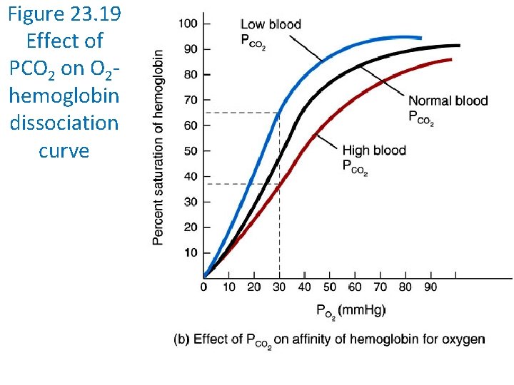 Figure 23. 19 Effect of PCO 2 on O 2 hemoglobin dissociation curve 