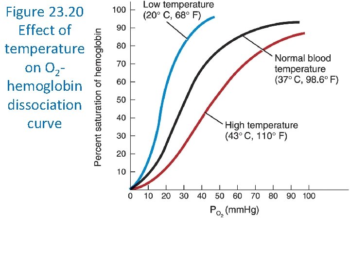 Figure 23. 20 Effect of temperature on O 2 hemoglobin dissociation curve 