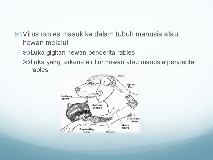  Virus rabies masuk ke dalam tubuh manusia atau hewan melalui: Luka gigitan hewan