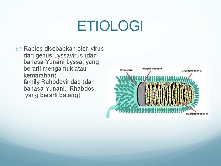 ETIOLOGI Rabies disebabkan oleh virus dari genus Lyssavirus (dari bahasa Yunani Lyssa, yang berarti