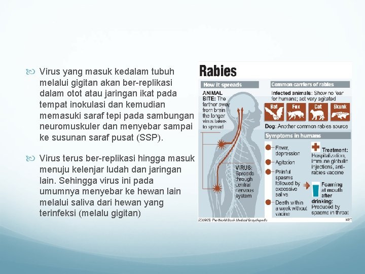  Virus yang masuk kedalam tubuh melalui gigitan akan ber-replikasi dalam otot atau jaringan