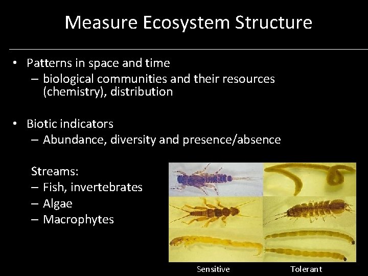  Measure Ecosystem Structure • Patterns in space and time – biological communities and