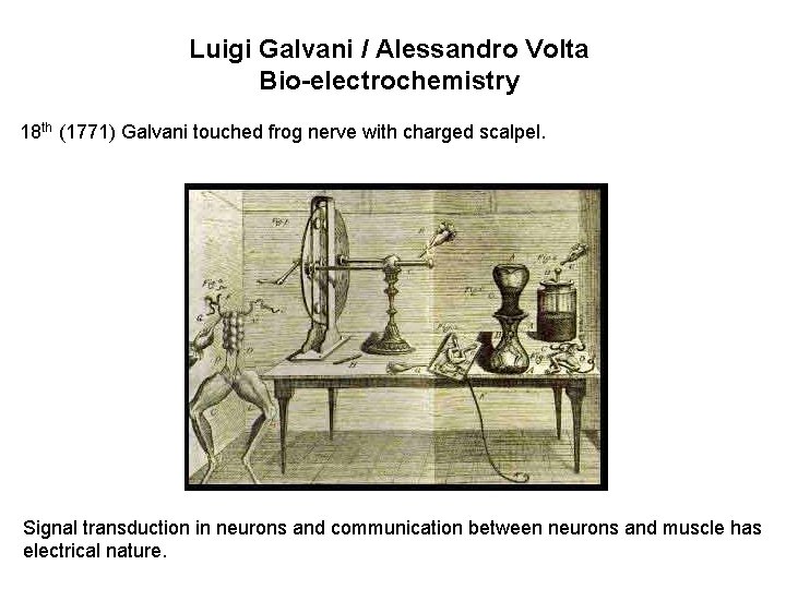 Luigi Galvani / Alessandro Volta Bio-electrochemistry 18 th (1771) Galvani touched frog nerve with