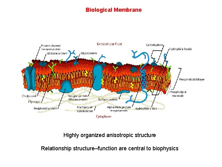 Biological Membrane Highly organized anisotropic structure Relationship structure–function are central to biophysics 