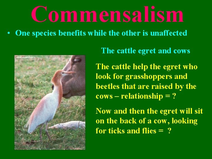 Commensalism • One species benefits while the other is unaffected The cattle egret and