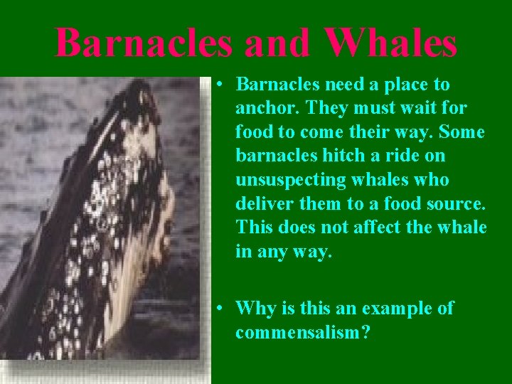 Barnacles and Whales • Barnacles need a place to anchor. They must wait for