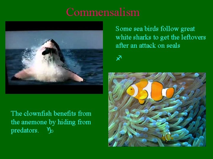 Commensalism Some sea birds follow great white sharks to get the leftovers after an