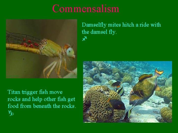 Commensalism Damselfly mites hitch a ride with the damsel fly. f Titan trigger fish