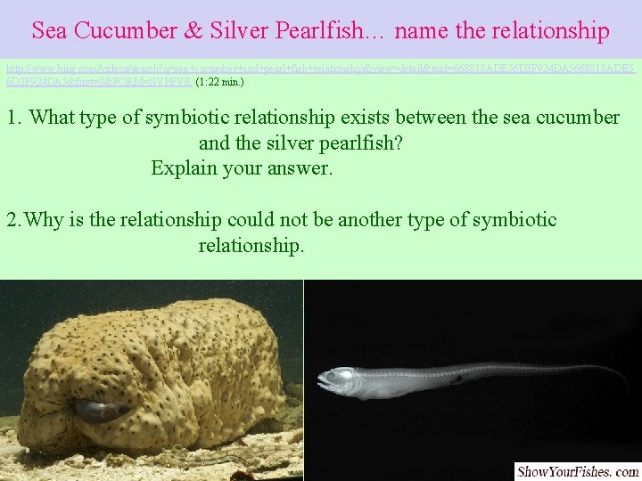 Sea Cucumber & Silver Pearlfish… name the relationship http: //www. bing. com/videos/search? q=sea+cucumber+and+pearl+fish+relationship&view=detail&mid=668818 ADE