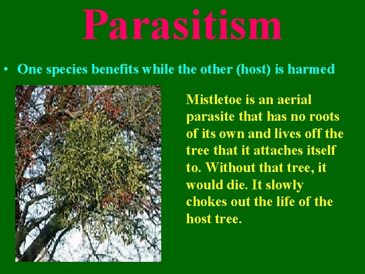 Parasitism • One species benefits while the other (host) is harmed Mistletoe is an