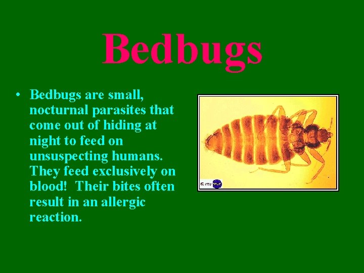 Bedbugs • Bedbugs are small, nocturnal parasites that come out of hiding at night