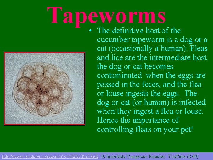 Tapeworms • The definitive host of the cucumber tapeworm is a dog or a