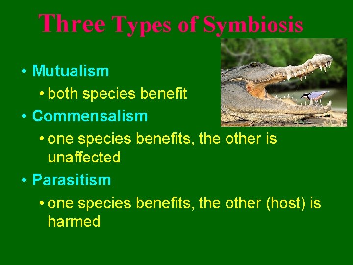 Three Types of Symbiosis • Mutualism • both species benefit • Commensalism • one