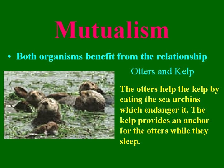 Mutualism • Both organisms benefit from the relationship Otters and Kelp The otters help