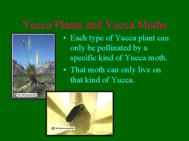 Yucca Plants and Yucca Moths • Each type of Yucca plant can only be