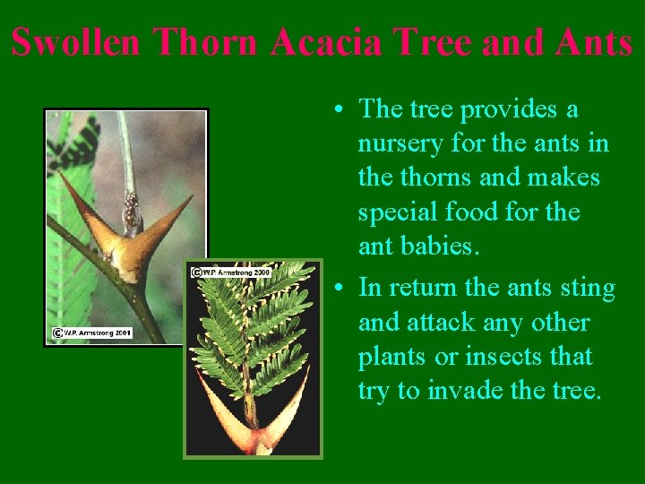 Swollen Thorn Acacia Tree and Ants • The tree provides a nursery for the