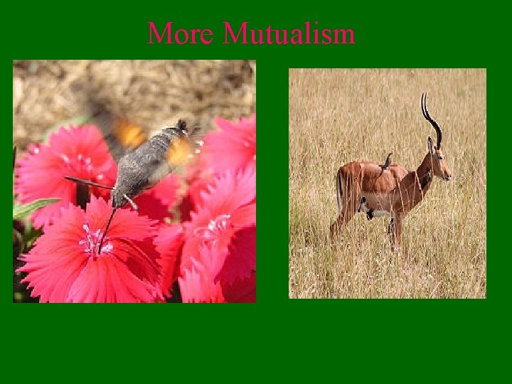 More Mutualism 