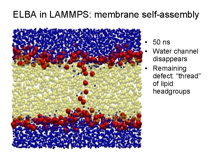 ELBA in LAMMPS: membrane self-assembly • 50 ns • Water channel disappears • Remaining