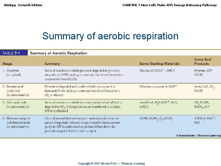 Biology, Seventh Edition CHAPTER 7 How Cells Make ATP: Energy-Releasing Pathways Summary of aerobic