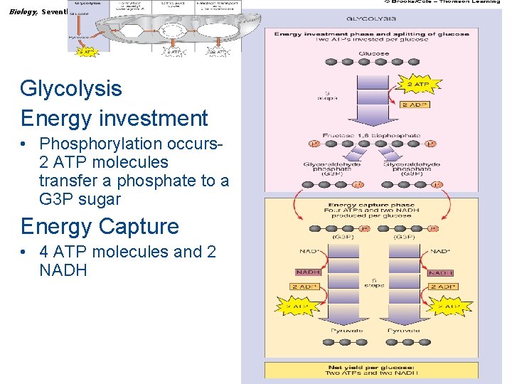 Biology, Seventh Edition CHAPTER 7 How Cells Make ATP: Energy-Releasing Pathways Glycolysis Energy investment