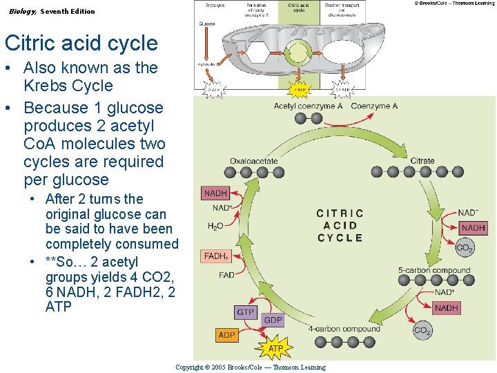 Biology, Seventh Edition CHAPTER 7 How Cells Make ATP: Energy-Releasing Pathways Citric acid cycle