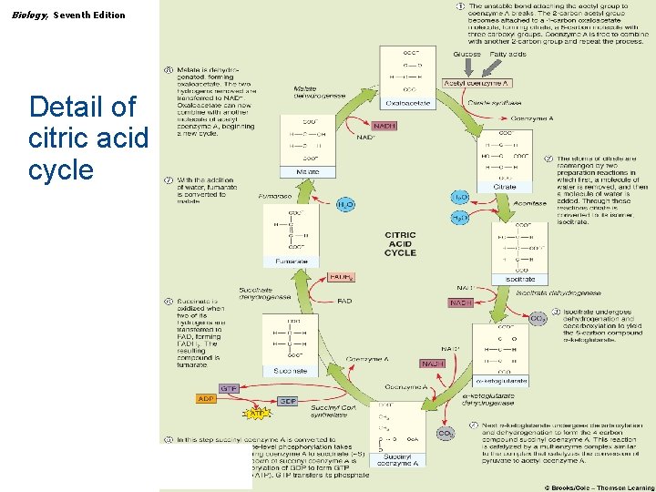 Biology, Seventh Edition CHAPTER 7 How Cells Make ATP: Energy-Releasing Pathways Detail of citric