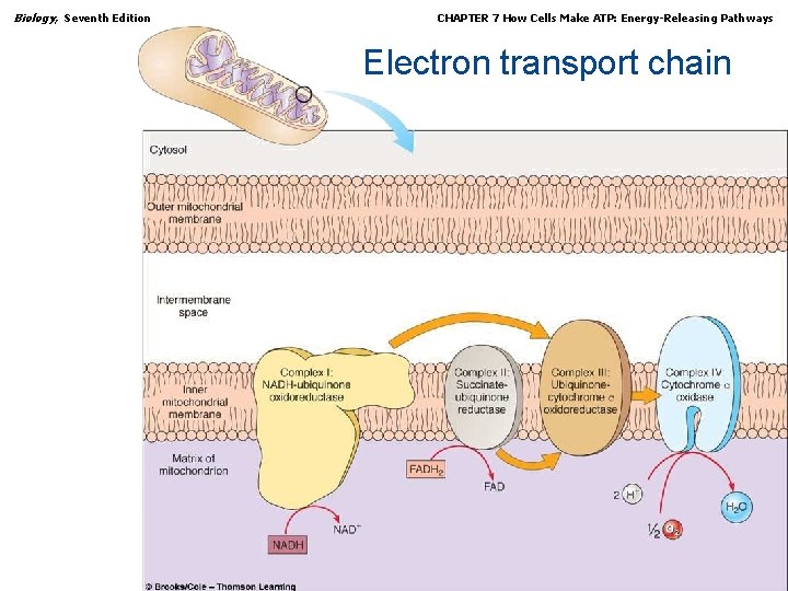 Biology, Seventh Edition CHAPTER 7 How Cells Make ATP: Energy-Releasing Pathways Electron transport chain