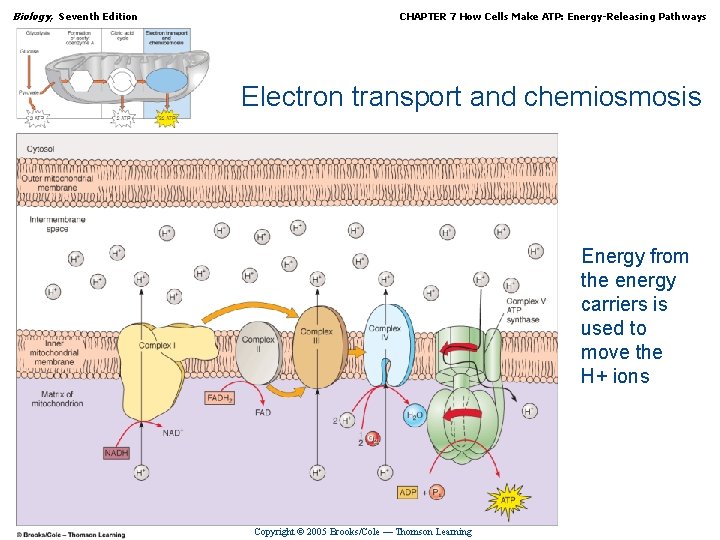 Biology, Seventh Edition CHAPTER 7 How Cells Make ATP: Energy-Releasing Pathways Electron transport and