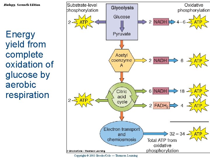 Biology, Seventh Edition CHAPTER 7 How Cells Make ATP: Energy-Releasing Pathways Energy yield from