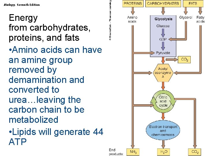 Biology, Seventh Edition CHAPTER 7 How Cells Make ATP: Energy-Releasing Pathways Energy from carbohydrates,