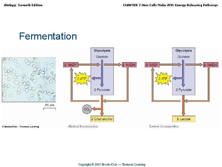 Biology, Seventh Edition CHAPTER 7 How Cells Make ATP: Energy-Releasing Pathways Fermentation Copyright ©