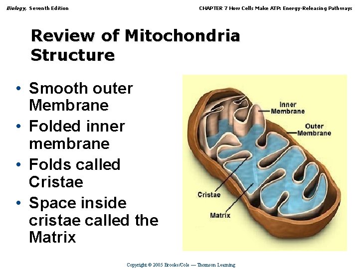 Biology, Seventh Edition CHAPTER 7 How Cells Make ATP: Energy-Releasing Pathways Review of Mitochondria