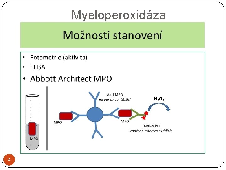 Myeloperoxidáza 4 