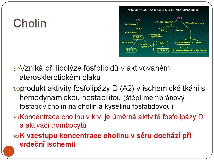 Cholin Vzniká při lipolýze fosfolipidů v aktivovaném aterosklerotickém plaku produkt aktivity fosfolipázy D (A