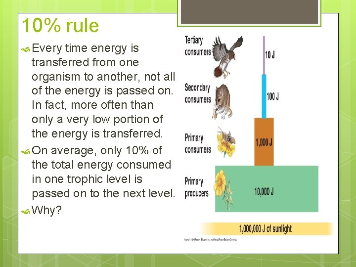 10% rule Every time energy is transferred from one organism to another, not all