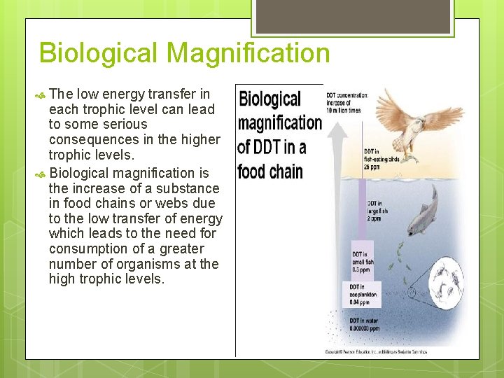 Biological Magnification The low energy transfer in each trophic level can lead to some