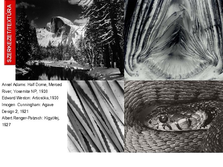 SZERKEZET/TEXTÚRA Ansel Adams: Half Dome, Merced River, Yosemite NP, 1938 Edward Weston: Articsóka, 1930