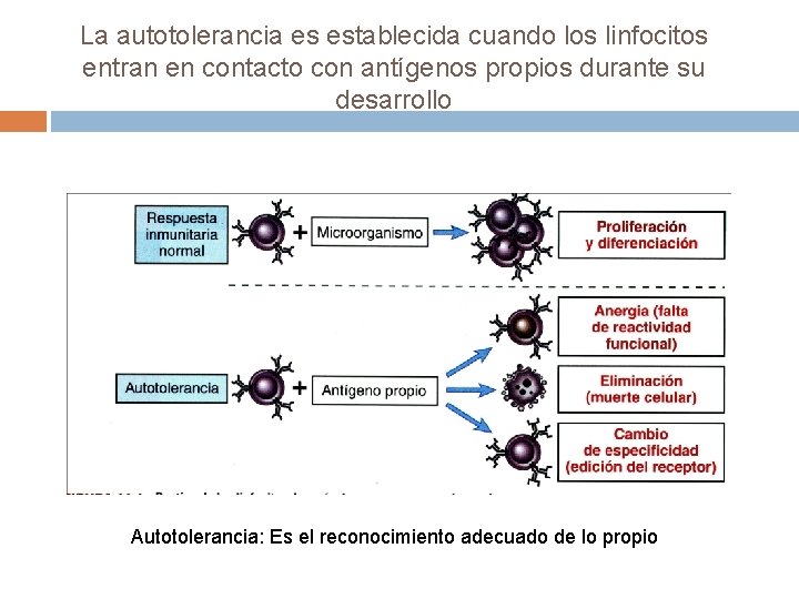 La autotolerancia es establecida cuando los linfocitos entran en contacto con antígenos propios durante